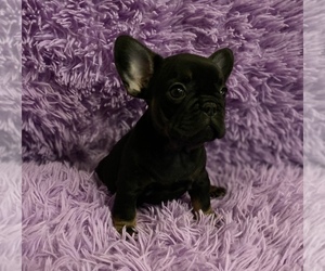 Medium French Bulldog