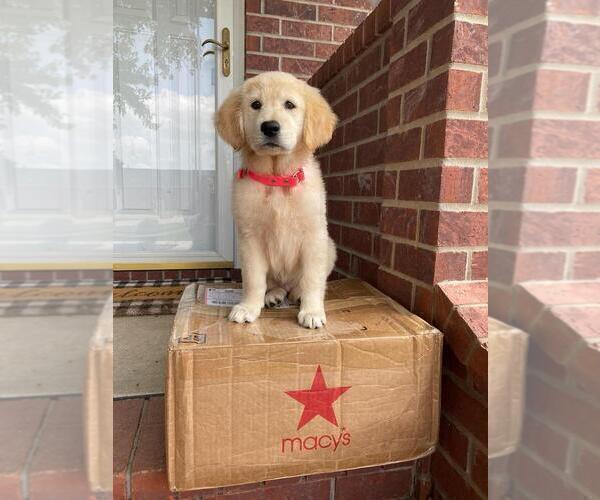 Medium Photo #11 Golden Retriever Puppy For Sale in LITTLE FLOCK, AR, USA