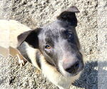 Small #2 Border Collie Mix