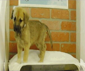 Edith - Female Labrenees Dog for Adoption - Photo #4