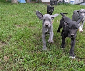 Great Dane Puppy for sale in WALNUT GROVE, MO, USA