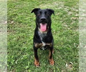 Mutt Dogs for adoption in Rockaway, NJ, USA