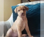 Small #2 Carolina Dog-Miniature Australian Shepherd Mix