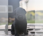 Small #6 Labrador Retriever