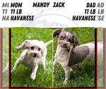 Small #4 Havanese