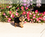 Small #3 Yorkshire Terrier