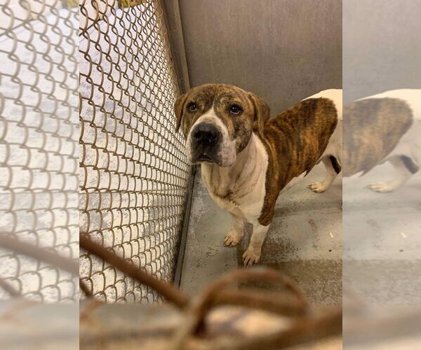 Medium Photo #7 American Staffordshire Terrier-Boxer Mix Puppy For Sale in Myrtle Beach, SC, USA
