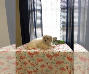 Morkie Puppy for sale in BENSON, NC, USA