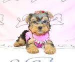 Small Photo #13 Yorkshire Terrier Puppy For Sale in LAS VEGAS, NV, USA