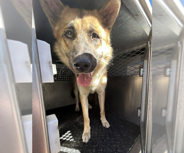 Medium Photo #1 German Shepherd Dog Puppy For Sale in HESPERIA, CA, USA