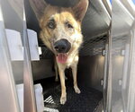 THOR - Male German Shepherd Dog Dog for Adoption - Small photo