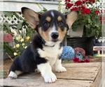 Small #2 Pembroke Welsh Corgi