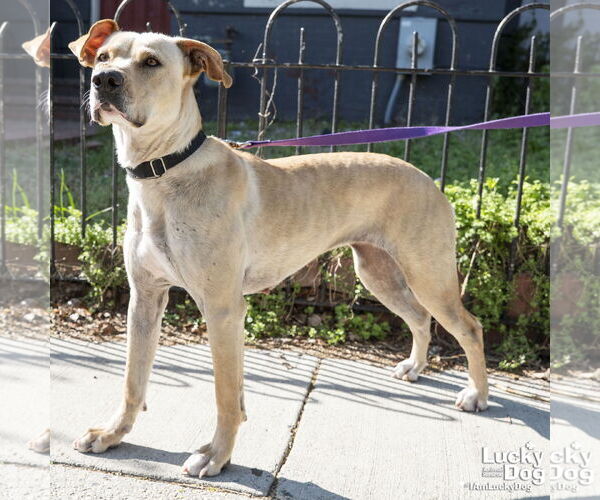 Medium Photo #34 Labrador Retriever-Retriever  Mix Puppy For Sale in Washington, DC, USA