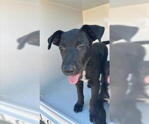 Labrador Retriever-Unknown Mix Dogs for adoption in Houston, TX, USA