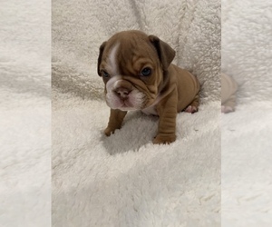 Bulldog Puppy for Sale in SUMMERVILLE, South Carolina USA