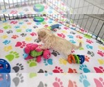 Small #9 Maltese-Poodle (Toy) Mix