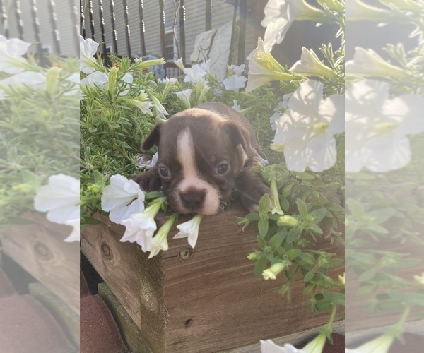 Medium Photo #5 Boston Terrier Puppy For Sale in FREDONIA, KS, USA