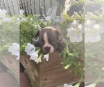 Small #4 Boston Terrier