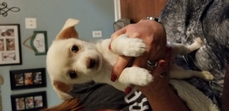 Chihuahua Puppy for sale in MURFREESBORO, TN, USA