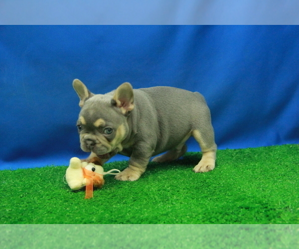 Medium Photo #3 French Bulldog Puppy For Sale in HICKORY, NC, USA
