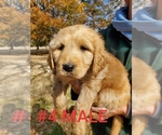 Small Photo #31 Goldendoodle Puppy For Sale in CLARKSVILLE, TX, USA