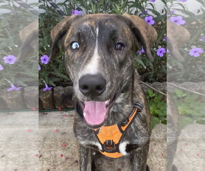 Grizz - Male Mutt Dog for Adoption - Photo #2