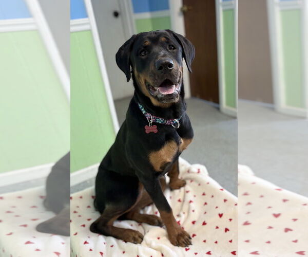 Medium Photo #2 Rottweiler Puppy For Sale in Spring Lake, NJ, USA