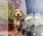 Small Photo #30 Aussiedoodle Puppy For Sale in COMMERCE, MI, USA
