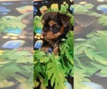 Small Photo #82 Yorkshire Terrier Puppy For Sale in AKRON, OH, USA