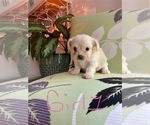 Puppy Puppy 3 ShihPoo
