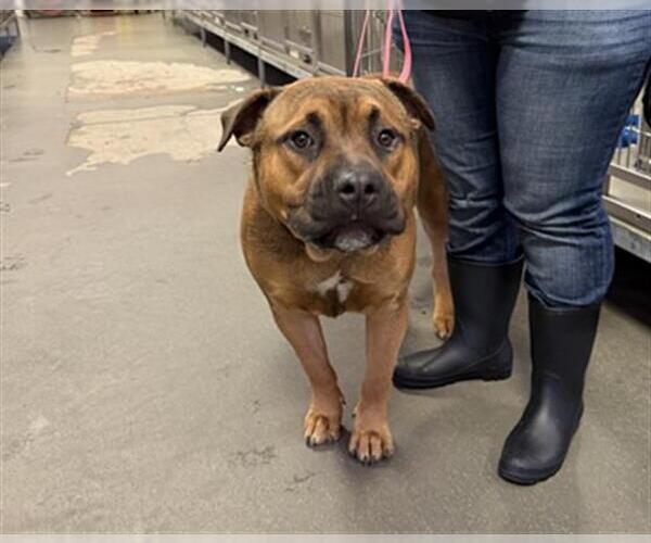 Medium Photo #1 Mastiff Puppy For Sale in Bakersfield, CA, USA