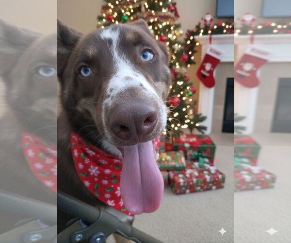 Medium Photo #7 Australian Kelpie-Australian Shepherd Mix Puppy For Sale in McKinney, TX, USA