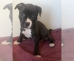 Puppy Zoey American Pit Bull Terrier