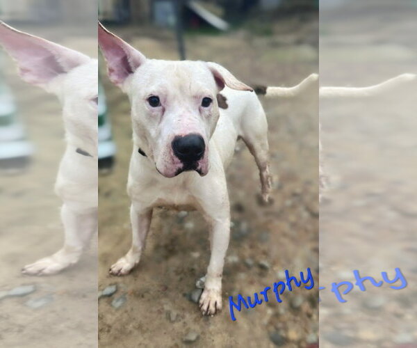 Medium Photo #2 American Staffordshire Terrier-Unknown Mix Puppy For Sale in Jackson, MS, USA