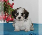 Small Photo #1 Zuchon Puppy For Sale in QUARRYVILLE, PA, USA