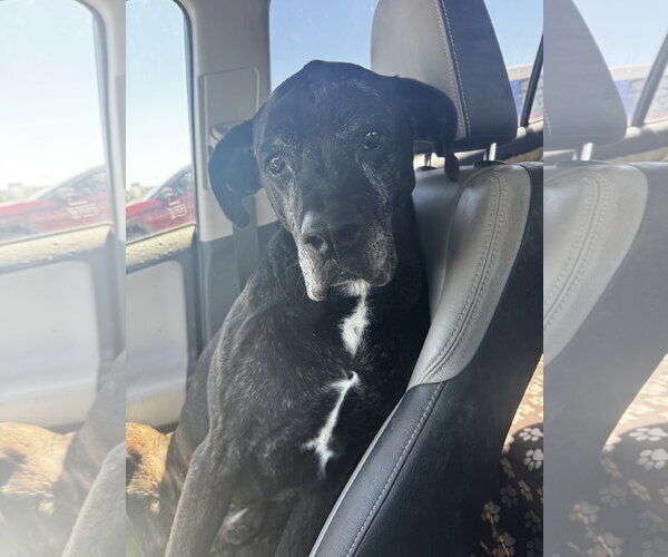 Medium Photo #1 Boxer-Unknown Mix Puppy For Sale in Fort Collins, CO, USA