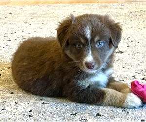 Australian Shepherd Puppy for sale in MOSELLE, MS, USA