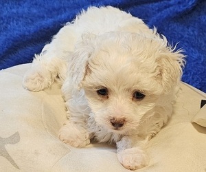Maltipoo (Toy) Puppy for sale in PALM COAST, FL, USA