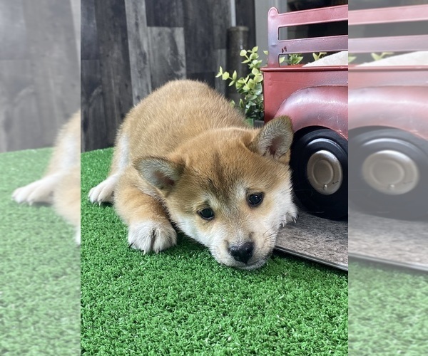 Medium Photo #1 Shiba Inu Puppy For Sale in CANOGA, NY, USA