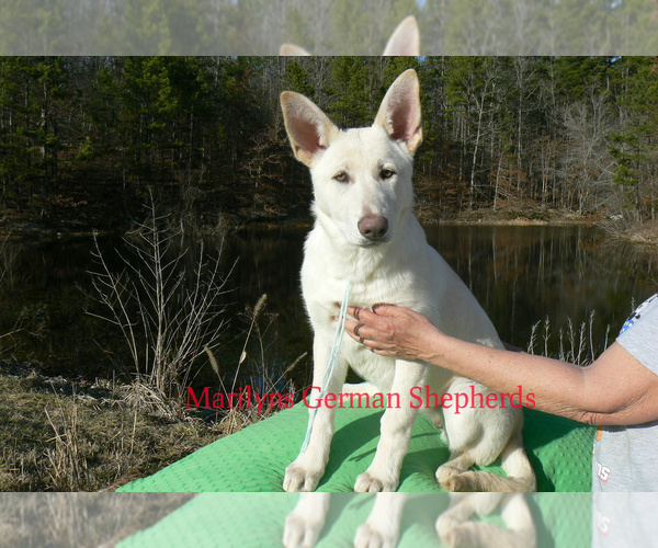 Medium Photo #3 German Shepherd Dog Puppy For Sale in PIEDMONT, MO, USA