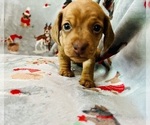 Small #7 Dachshund