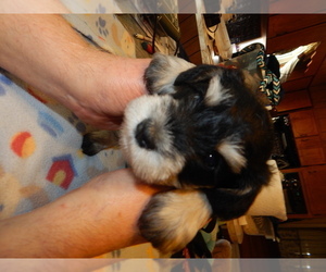 Dachshund Puppy for sale in ROCKINGHAM, NC, USA