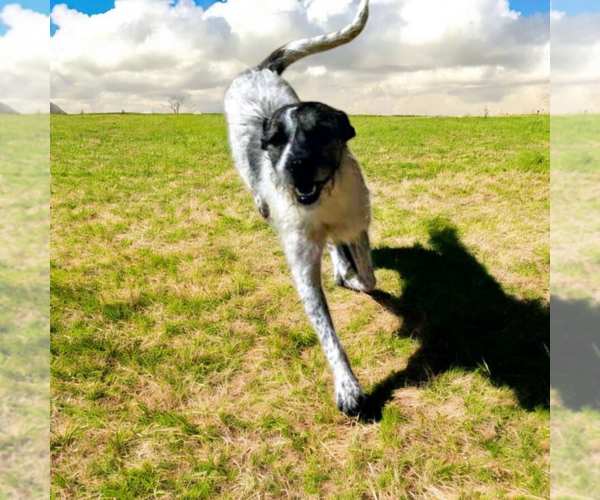 Medium Photo #4 Mutt Puppy For Sale in Vail, AZ, USA