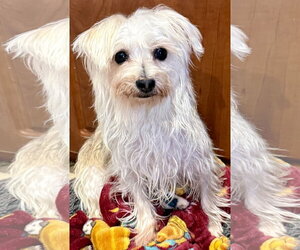 Mutt Dogs for adoption in Boca Raton, FL, USA