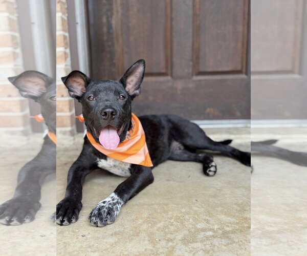 Medium Photo #2 Mutt Puppy For Sale in Rockaway, NJ, USA