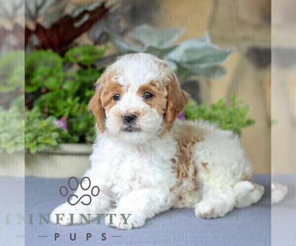 Medium Photo #3 Goldendoodle (Miniature) Puppy For Sale in EAST EARL, PA, USA