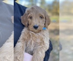 Small Photo #5 Goldendoodle Puppy For Sale in CROCKETT, TX, USA