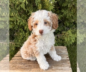 Aussie-Poo Puppy for sale in MIDDLEBURY, IN, USA