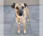 Small #3 Mutt