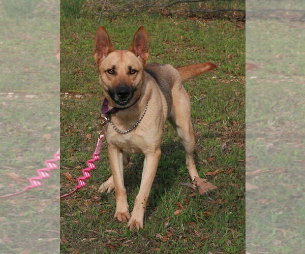 Medium Photo #1 German Shepherd Dog-Unknown Mix Puppy For Sale in Attalka, AL, USA